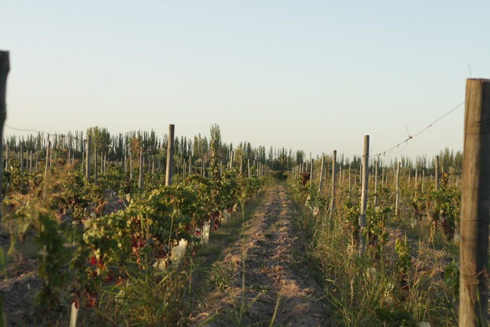 Hileras del viñedo al atardecer